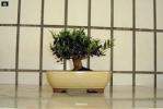 bonsai Photo Nr. 12