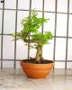 bonsai Photo Nr. 15