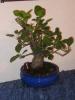 bonsai Photo Nr. 24