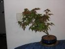bonsai Photo Nr. 25