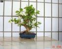 bonsai Photo Nr. 4