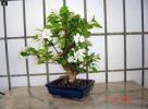 bonsai Photo Nr. 5