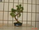 bonsai Photo Nr. 6
