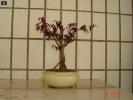 bonsai Photo Nr. 7
