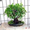 bonsai Photo Nr. 9